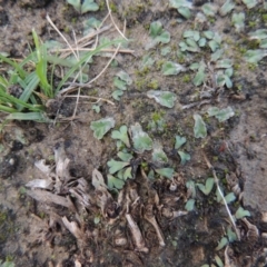 Riccia inflexa at Paddys River, ACT - 2 Feb 2016