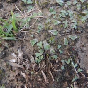 Riccia inflexa at Paddys River, ACT - 2 Feb 2016 08:00 PM