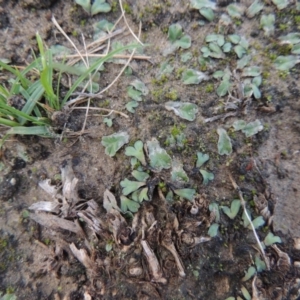 Riccia inflexa at Paddys River, ACT - 2 Feb 2016