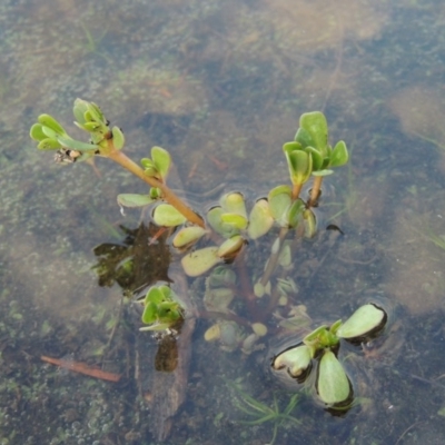 Portulaca oleracea (Munyeroo ,Pigweed, Purslane) at Paddys River, ACT - 2 Feb 2016 by MichaelBedingfield