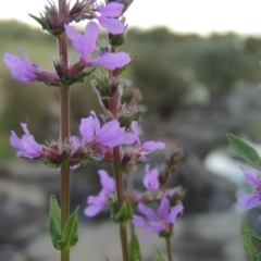 Lythrum salicaria (Purple Loosestrife) at Paddys River, ACT - 2 Feb 2016 by michaelb