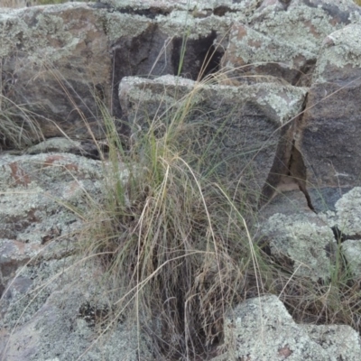 Eragrostis curvula (African Lovegrass) at Paddys River, ACT - 2 Feb 2016 by MichaelBedingfield