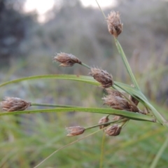 Bolboschoenus medianus (A Sedge) at Paddys River, ACT - 2 Feb 2016 by michaelb