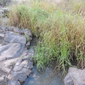 Bolboschoenus medianus at Paddys River, ACT - 2 Feb 2016