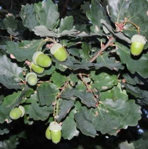 Quercus robur at Gordon, ACT - 2 Feb 2016