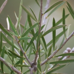 Melaleuca citrina at Red Hill, ACT - 7 May 2016