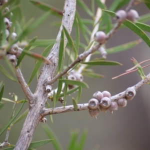 Melaleuca citrina at Red Hill, ACT - 7 May 2016