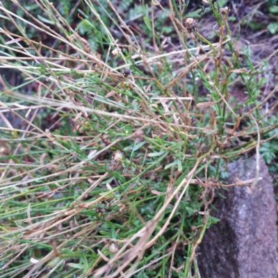 Calotis lappulacea (Yellow Burr Daisy) at Molonglo Valley, ACT - 9 Jan 2016 by RichardMilner