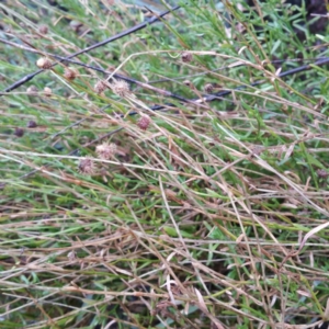 Calotis lappulacea at Molonglo River Reserve - 9 Jan 2016