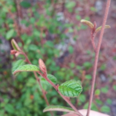 Pomaderris betulina subsp. actensis (Canberra Pomaderris) at Molonglo River Reserve - 8 Jan 2016 by RichardMilner