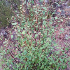 Pomaderris betulina subsp. actensis at Molonglo River Reserve - 9 Jan 2016 12:34 AM