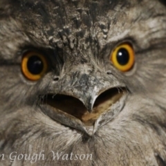 Podargus strigoides (Tawny Frogmouth) at Bungendore, NSW - 18 May 2015 by BarrieR