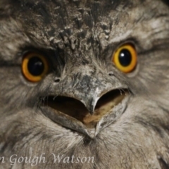 Podargus strigoides (Tawny Frogmouth) at Bungendore, NSW - 17 May 2015 by BarrieR