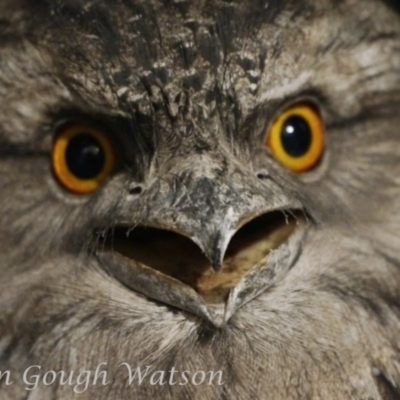 Podargus strigoides (Tawny Frogmouth) at Bungendore, NSW - 17 May 2015 by BarrieR