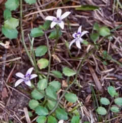 Isotoma fluviatilis subsp. australis (Swamp Isotome) at South East Forest National Park - 16 Feb 1998 by BettyDonWood