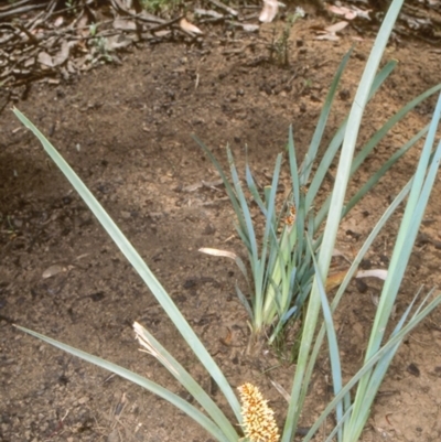 Lomandra longifolia (Spiny-headed Mat-rush, Honey Reed) at Brindabella, NSW - 13 Dec 2003 by BettyDonWood