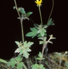 Ranunculus scapiger at Cotter River, ACT - 13 Nov 2004 by BettyDonWood