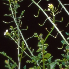 Rorippa nasturtium-aquaticum (Watercress) at Cotter River, ACT - 13 Jan 2005 by BettyDonWood