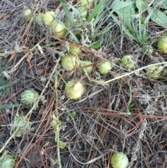 Cucumis myriocarpus (Prickly Paddy Melon) at Bungendore, NSW - 10 May 2016 by Arjuna