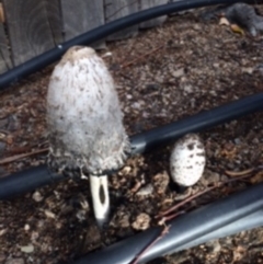 Coprinus comatus (Shaggy Ink Cap) at Jerrabomberra, NSW - 10 May 2016 by wombey