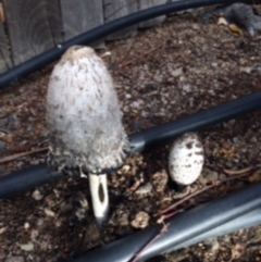 Coprinus comatus (Shaggy Ink Cap) at Jerrabomberra, NSW - 9 May 2016 by wombey