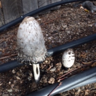 Coprinus comatus (Shaggy Ink Cap) at Jerrabomberra, NSW - 10 May 2016 by wombey