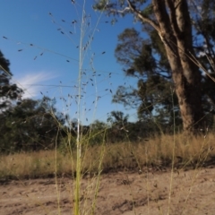 Eragrostis trachycarpa (Rough-grain Lovegrass) at Namadgi National Park - 7 Feb 2016 by MichaelBedingfield