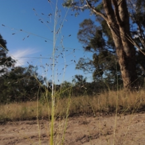 Eragrostis trachycarpa at Tennent, ACT - 7 Feb 2016