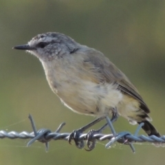 Acanthiza chrysorrhoa at Tennent, ACT - 7 Feb 2016