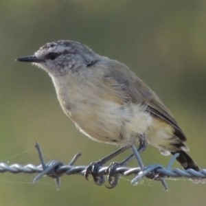 Acanthiza chrysorrhoa at Tennent, ACT - 7 Feb 2016