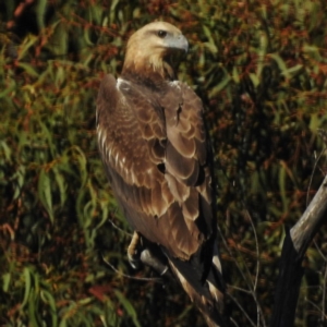 Haliaeetus leucogaster at Paddys River, ACT - 7 May 2016 12:00 AM