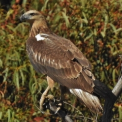 Haliaeetus leucogaster at Paddys River, ACT - 7 May 2016 12:00 AM