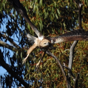 Haliaeetus leucogaster at Paddys River, ACT - 7 May 2016 12:00 AM