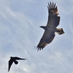 Haliaeetus leucogaster at Paddys River, ACT - 7 May 2016 12:00 AM