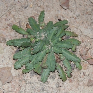 Solenogyne dominii at Tennent, ACT - 7 Feb 2016