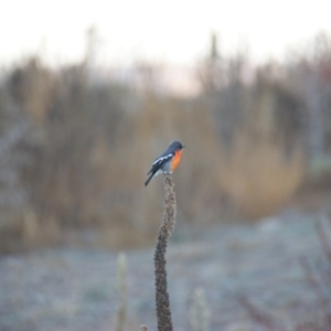 Petroica phoenicea at Isaacs Ridge - 27 Apr 2016 05:48 PM