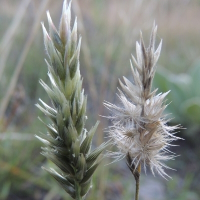 Enneapogon nigricans (Nine-awn Grass, Bottlewashers) at Tennent, ACT - 7 Feb 2016 by MichaelBedingfield