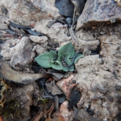 Speculantha rubescens (Blushing Tiny Greenhood) at Aranda, ACT - 5 May 2016 by CathB