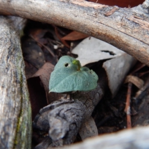 Acianthus collinus at Aranda, ACT - suppressed