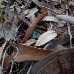 Acianthus collinus at Aranda, ACT - suppressed