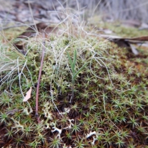 Bunochilus umbrinus (ACT) = Pterostylis umbrina (NSW) at suppressed - 12 May 2016