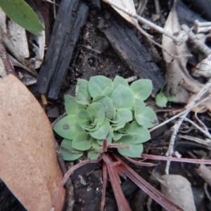 Speculantha rubescens at Belconnen, ACT - 12 May 2016