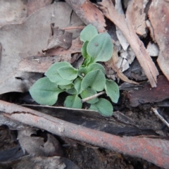 Speculantha rubescens at Belconnen, ACT - 12 May 2016