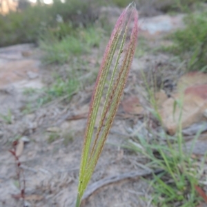 Chloris truncata at Tennent, ACT - 7 Feb 2016