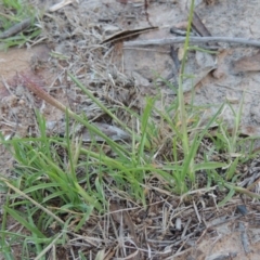 Chloris truncata at Tennent, ACT - 7 Feb 2016