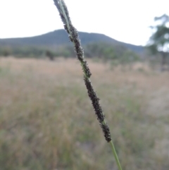 Sporobolus creber (Slender Rat's Tail Grass) at Namadgi National Park - 7 Feb 2016 by MichaelBedingfield