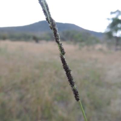 Sporobolus creber (Slender Rat's Tail Grass) at Tennent, ACT - 7 Feb 2016 by michaelb