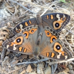 Junonia villida (Meadow Argus) at Tharwa, ACT - 13 Feb 2016 by michaelb