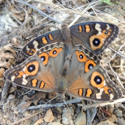 Junonia villida (Meadow Argus) at Tharwa, ACT - 13 Feb 2016 by michaelb