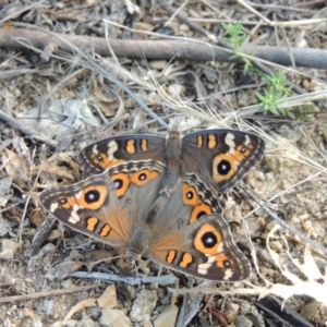 Junonia villida at Tharwa, ACT - 13 Feb 2016 07:23 PM